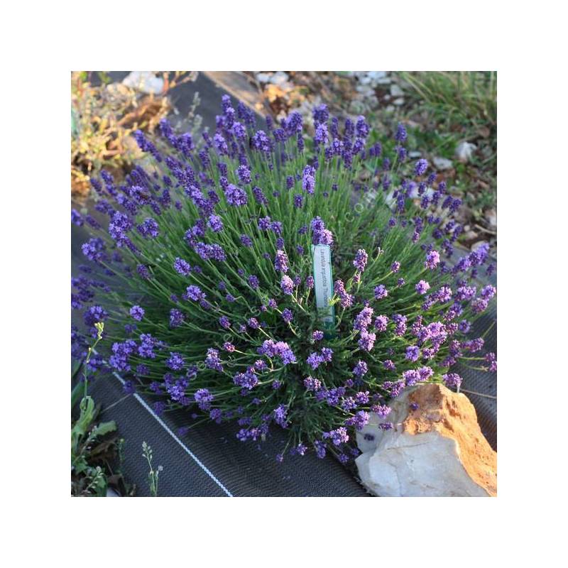 Lavandula angustifolia 'Thumbelina Leigh' - Vraie Lavande Naine