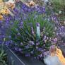 Lavandula angustifolia 'Thumbelina Leigh' - Vraie Lavande Naine