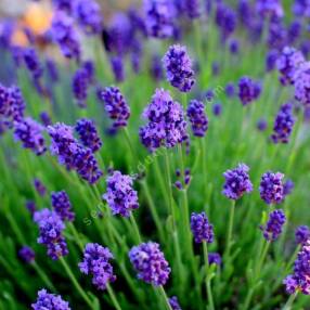 Lavandula angustifolia 'Thumbelina Leigh' - Vraie Lavande Naine