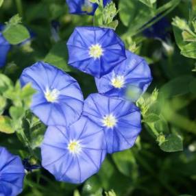 Convolvulus mauritanicus - Liseron de Mauritanie