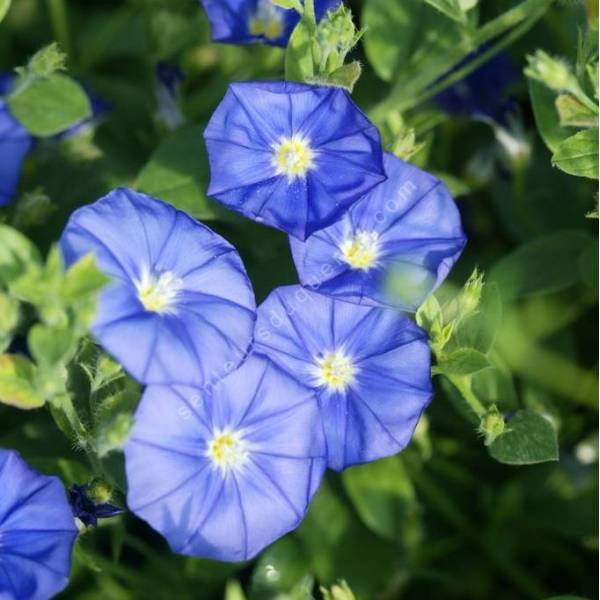 Liseron de Mauritanie - Convolvulus mauritanicus - arbuste vivace