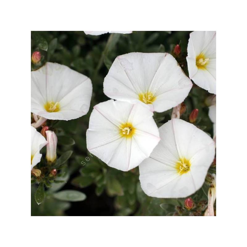 Convolvulus cneorum - Liseron argenté