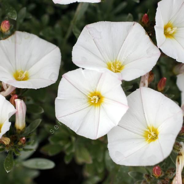 Convolvulus cneorum - Liseron argenté Convolvulus cneorum - Liseron argenté