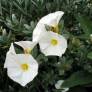 Convolvulus cneorum - Liseron argenté