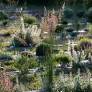 Calamagrostis x acutiflora 'Karl Foerster' - Calamagrostide 