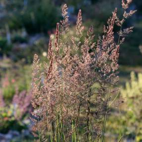 Calamagrostis x acutiflora 'Karl Foerster' - Calamagrostide 