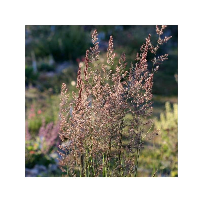 Calamagrostis x acutiflora 'Karl Foerster' - Calamagrostide 