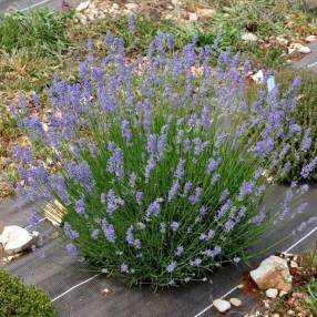 Lavandula angustifolia 'Middachten' - Vraie Lavande