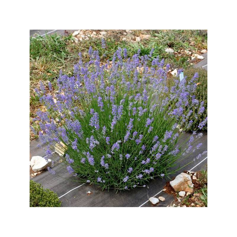 Lavandula angustifolia 'Middachten' - Vraie Lavande