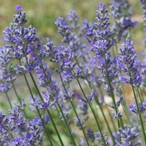 Lavandula angustifolia 'Middachten' - Vraie Lavande