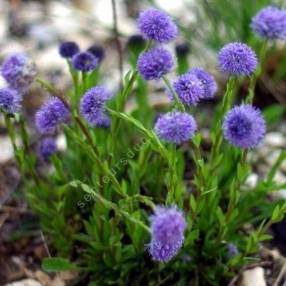 Globularia vulgaris - globulaire commune