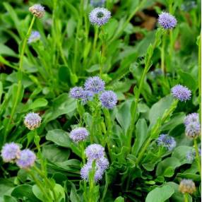 Globularia bisnagarica - globulaire ponctuée