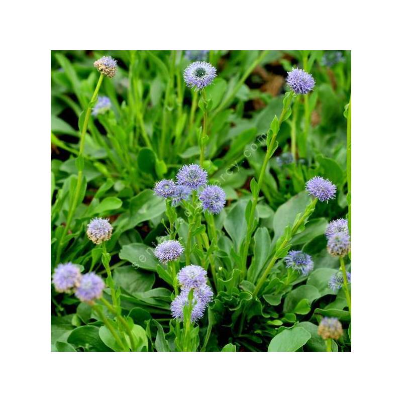 Globularia bisnagarica - globulaire ponctuée