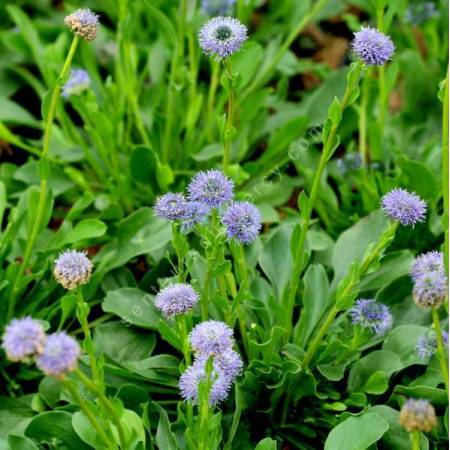 Globularia bisnagarica - globulaire ponctuée