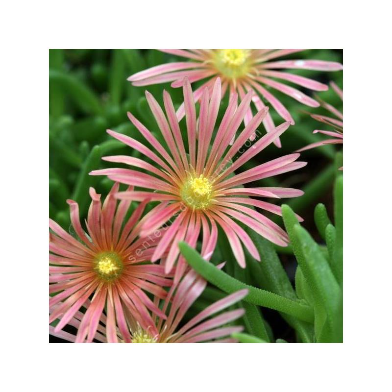 Delosperma 'Rose Saumon' - Pourpier vivace