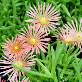 Delosperma 'Rose Saumon' - Pourpier vivace