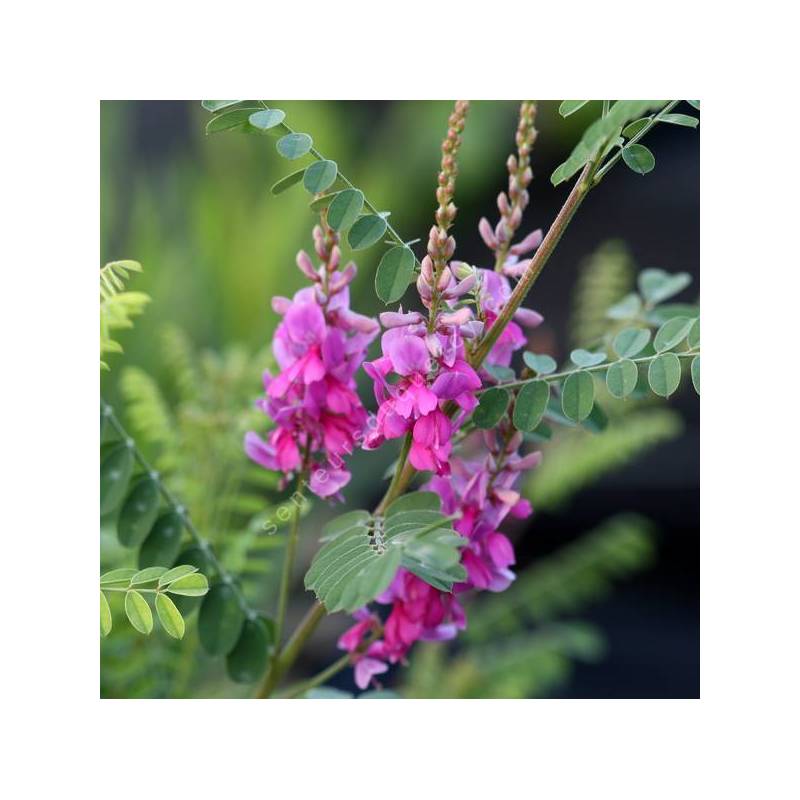 Indigofera heterantha - syn. Indigofera gerardiana - Indigotier