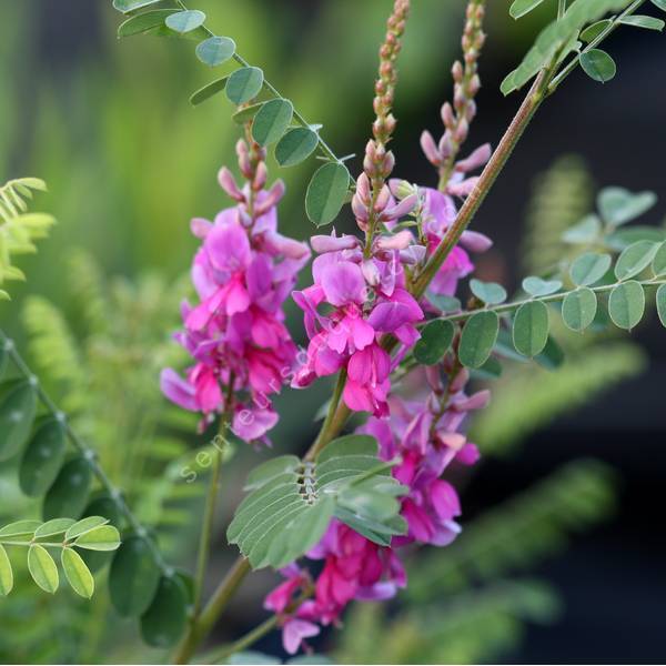 Indigofera heterantha - syn. Indigofera gerardiana - Indigotier