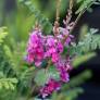 Indigofera heterantha - syn. Indigofera gerardiana - Indigotier