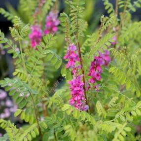 Indigofera heterantha - syn. Indigofera gerardiana - Indigotier