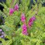 Indigofera heterantha - syn. Indigofera gerardiana - Indigotier