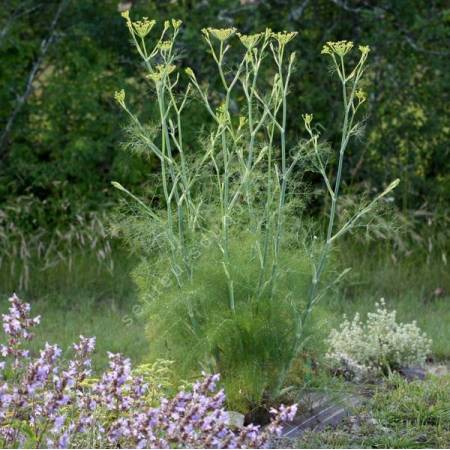 Foeniculum vulgare - Fenouil commun