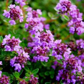 Thymus 'Typ Lammefjord' - Thym couvre-sol