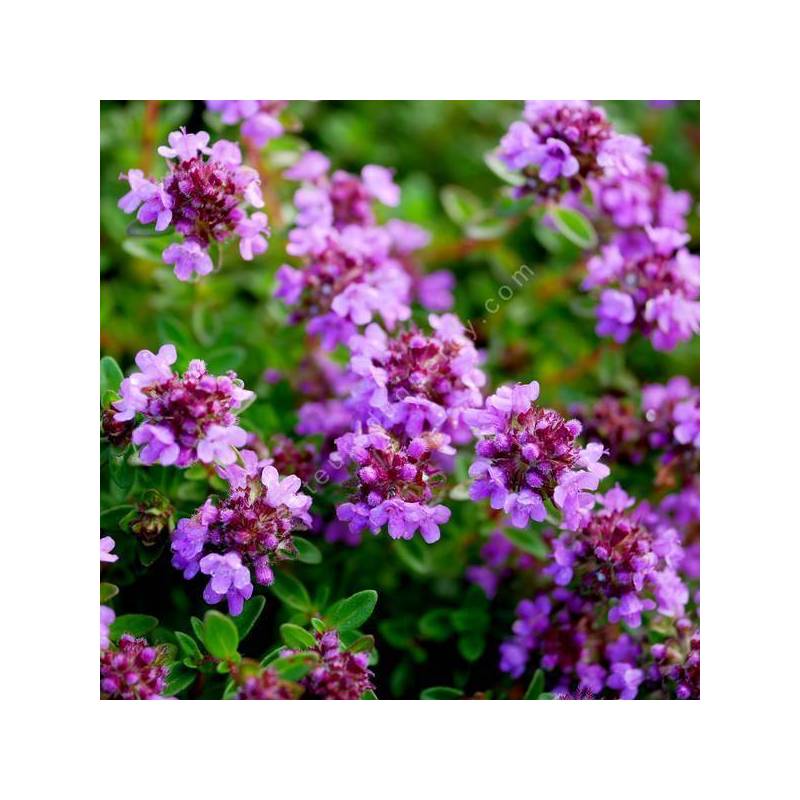 Thymus 'Typ Lammefjord' - Thym couvre-sol