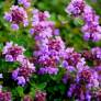 Thymus 'Typ Lammefjord' - Thym couvre-sol