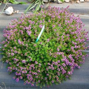 Thymus 'Typ Lammefjord' - Thym couvre-sol