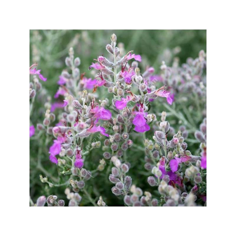 Teucrium subspinosum - Germandrée maritime épineuse