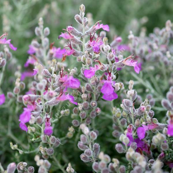 Teucrium subspinosum - Germandrée maritime épineuse