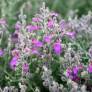 Teucrium subspinosum - Germandrée maritime épineuse