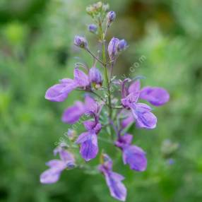 Teucrium orientale - Germandrée d'orient