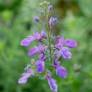 Teucrium orientale - Germandrée d'orient