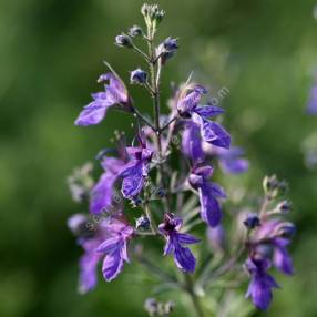 Teucrium orientale - Germandrée d'orient