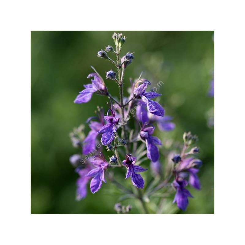 Teucrium orientale - Germandrée d'orient