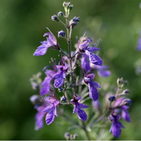 Teucrium orientale - Germandrée d'orient