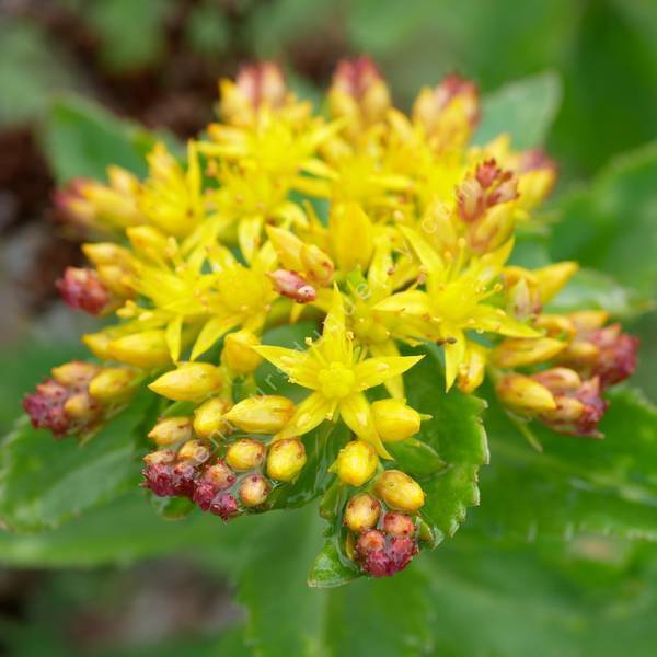 Sedum aizoon 'Aurantiacum' - Orpin Aïzoon