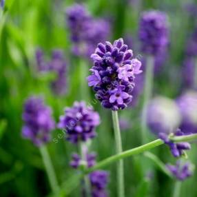 Lavandula angustifolia 'Blue Piston' - Vraie Lavande