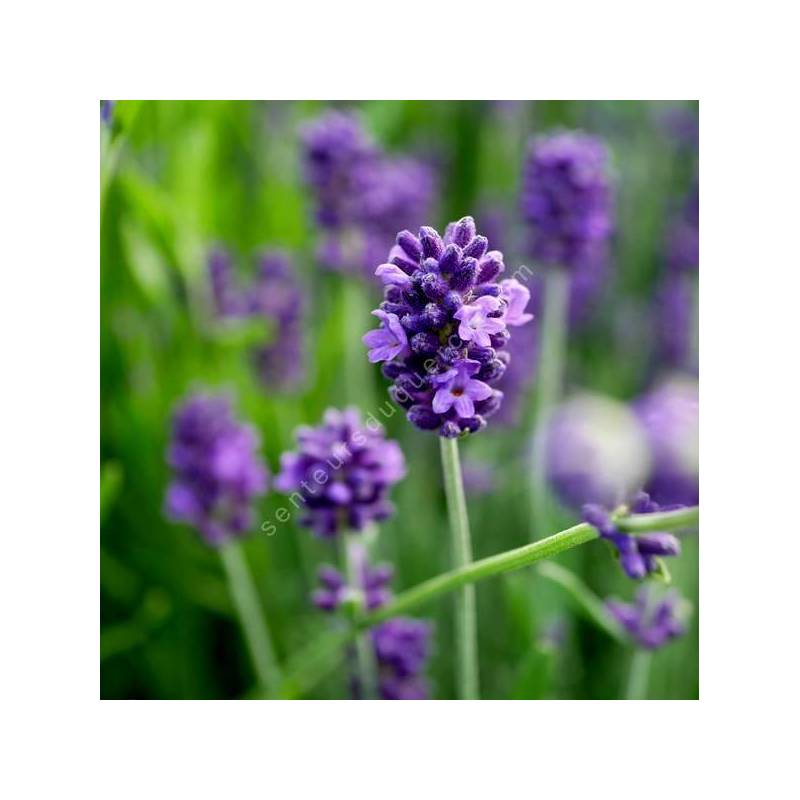 Lavandula angustifolia 'Blue Piston' - Vraie Lavande