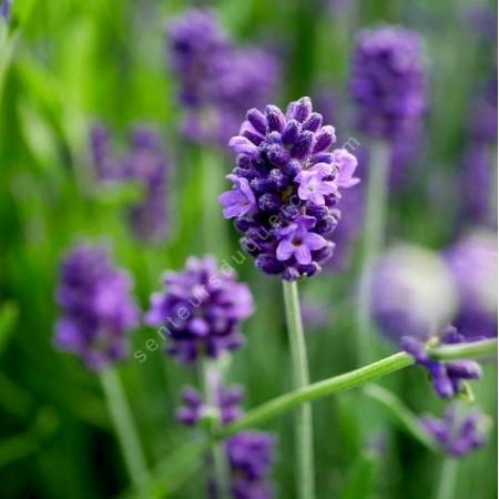 Lavandula angustifolia 'Blue Piston' - Vraie Lavande