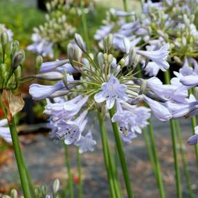 Agapanthus 'Rotterdam' - Agapanthe bleu clair