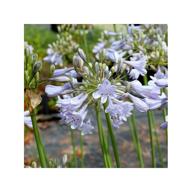 Agapanthus 'Rotterdam' - Agapanthe bleu clair