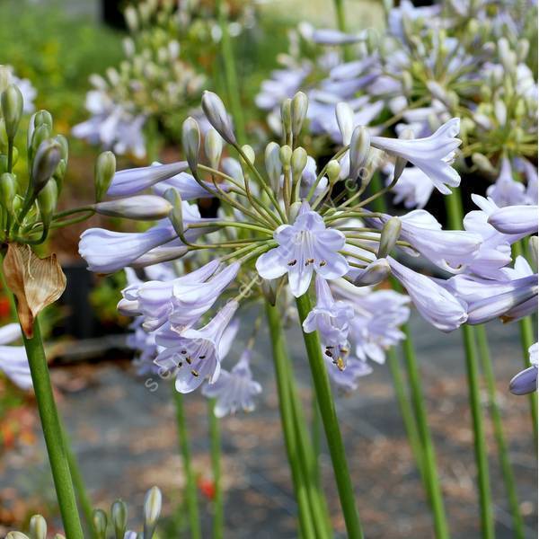 Agapanthus 'Rotterdam' - Agapanthe bleu clair