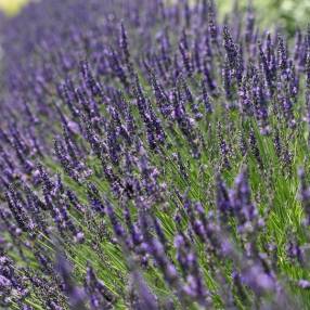 Lavandula x intermedia 'Grosso' - Lavandin