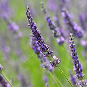 Lavandula x intermedia 'Grosso' - Lavandin