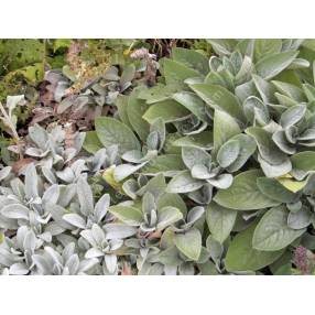 Stachys byzantina 'Cotton Boll', Oreille d'ours