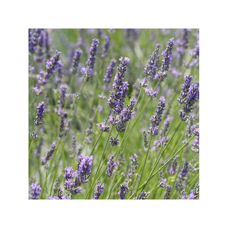 Lavandula x intermedia 'Séguret' - Lavandin