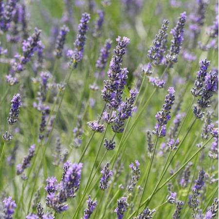 Lavandula x intermedia 'Séguret' - Lavandin